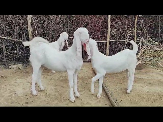 गोरधनजी देवासी 9928799171 / 9928277292 #goat farming #Modi #goat #Live #treding #shorts