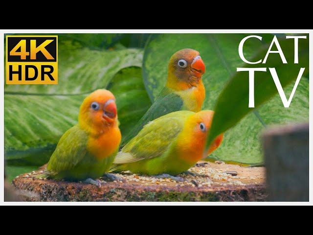 CAT TV - Entertainment to Keep Your Cat Busy with 4K Bird Footage! (NEW)