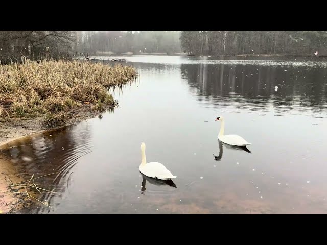 Swans are chilling on the forest lake.