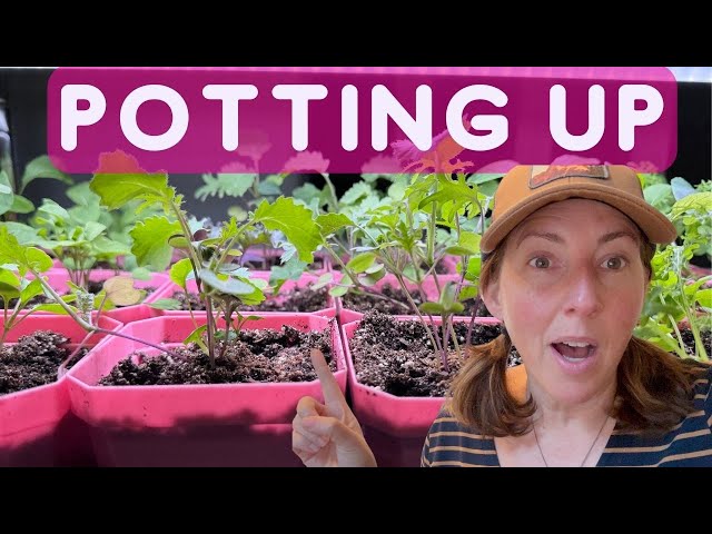 Indoor Gardening 2024: The Ultimate Beginner's Guide To Potting Up Seedlings!