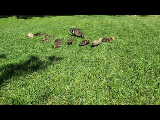 Baby Duck Asmr Foraging