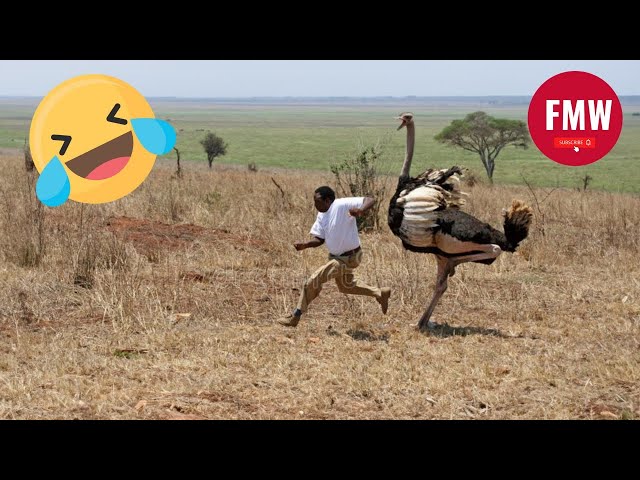 Funny & Hilarious People's Life 😂 #38 - Try not to Laugh | Funny Fails compilation 2024