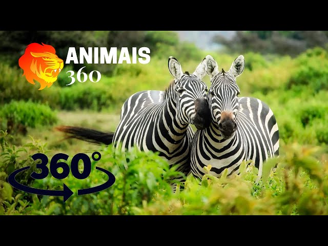 Bando de Animais Selvagens AFRICANOS - ANIMAIS 360