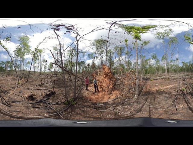 Longleaf Pine Forest Restoration 360 Hike: Hardwood Treefall