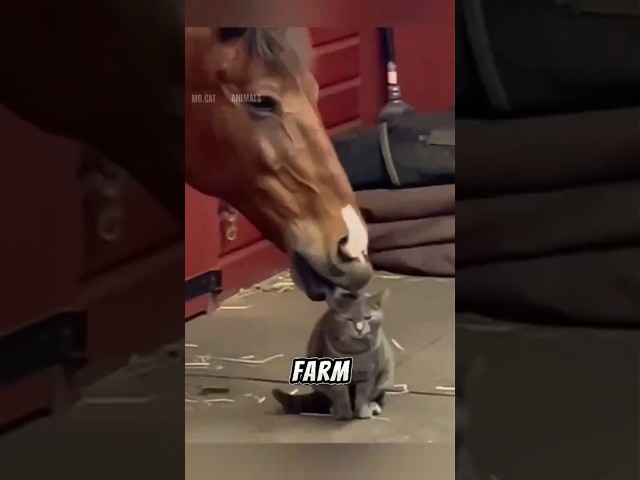 Kittens Riding Horses Like Pros! 🐱🐴 #CuteKittens #AnimalBesties