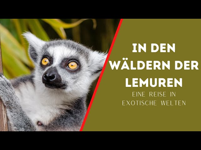 DOKU: Madagaskar - In den Wäldern der Lemuren [TIER DOKU]