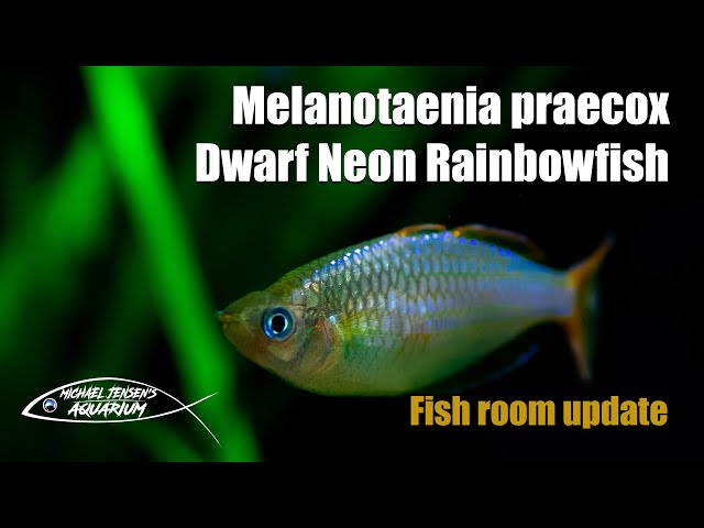 Melanotaenia praecox - The dwarf neon rainbowfish