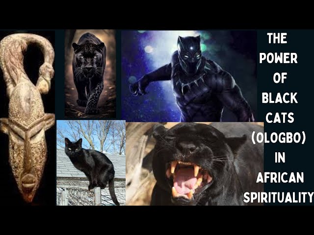 The Powers of Black Cats (Ologbo) in African Spirituality