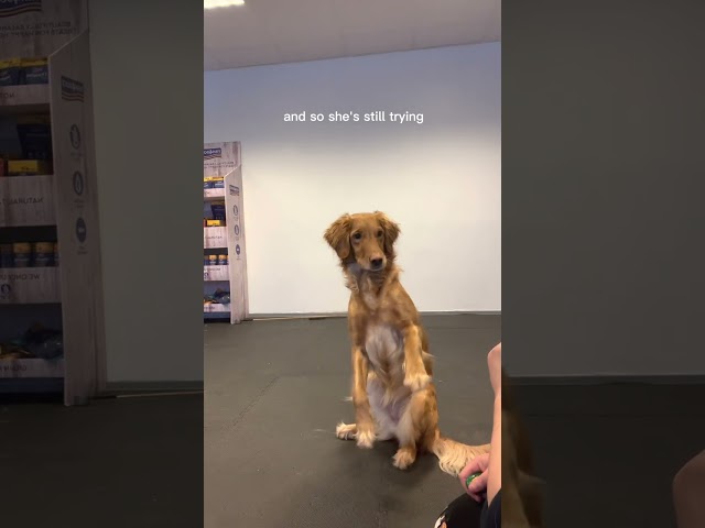 Tjorven the golden retriever learning tricks