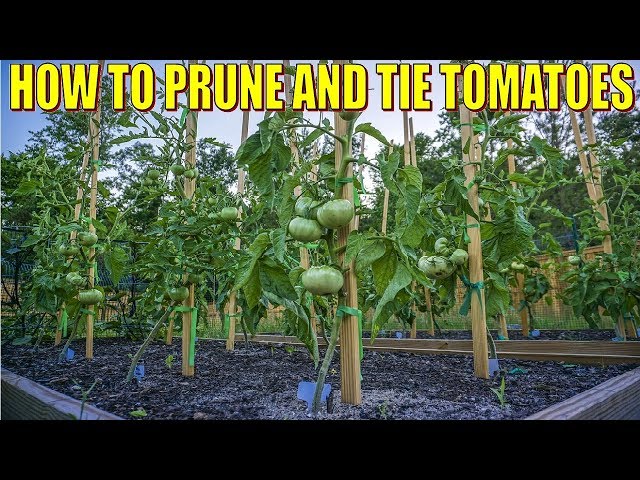 How To Stake, Prune And Tie Tomatoes - Single Stem Pruning Method