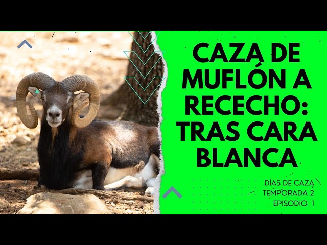 CAZA DE MUFLÓN A RECECHO: TRAS CARA BLANCA