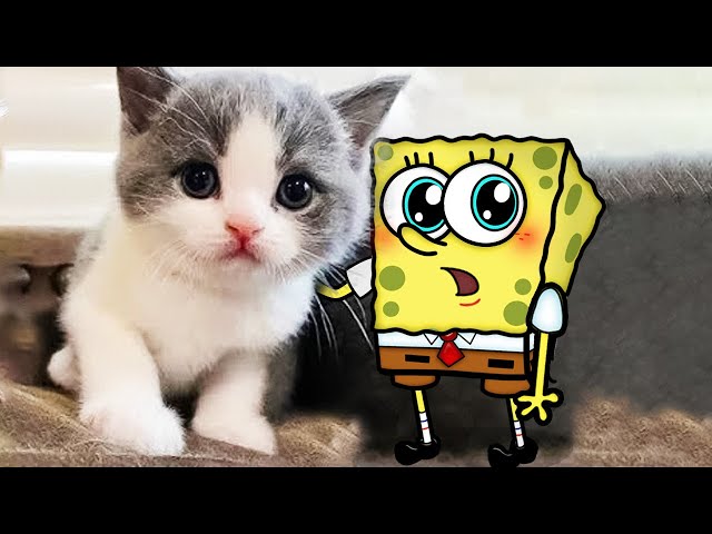 New Funny Animals 😂 Funniest Cats And Dogs Videos 😾🐶 Spongebob in Real Life!