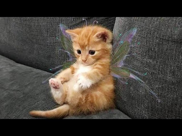 The CUTEST and FUNNIEST KITTENS and CATS   You'll want more!