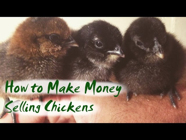 Raising Chickens for Profit - Become a Chicken Breeder