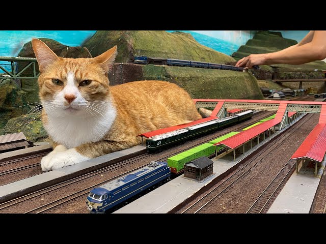 Do You Want to Take This Train? Cats Causing Train Accidents at the Diorama Café!