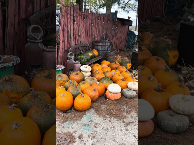 Fall means it’s pumpkin time on the farm- how we get donated pumpkins for our animals