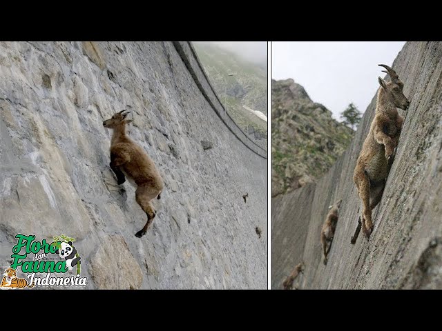 Kambing Ibex yang Jago menentang gravitasi dan memanjat bendungan | Flora dan Fauna Indonesia