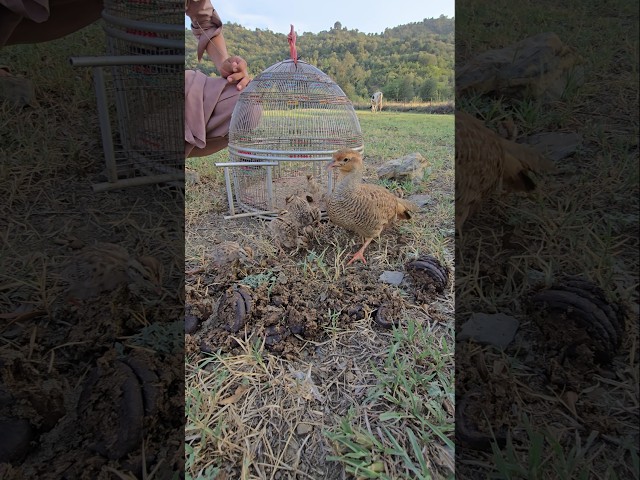 Happy mama & Chicks To saw Termites | #teetarchicks #Termites #Partridges