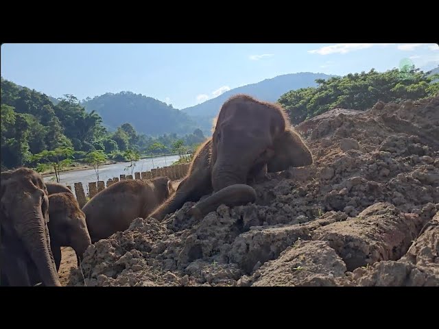 NamThip’s Muddy Adventures: Finding Joy After the Floods - ElephantNews