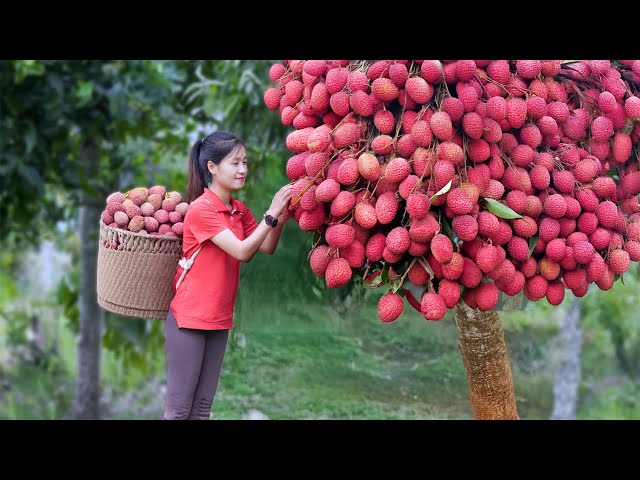 Harvesting Juicy Red Lychees - Goes Market to Sell | Fresh Fruits and Vegetables | Jolie Daily Life