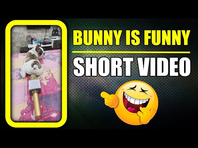 Bunny is always funny 😂 Dog fart #shorts | Harpreet SDC