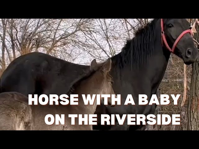 HORSE WITH A BABY ON THE RIVERSIDE   @FALCON_UZ