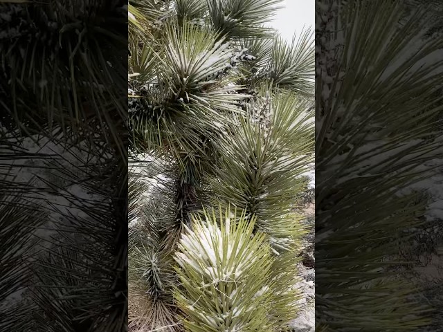 Joshua tree in winter time #beautiful  #snow  #winter #joshuatree #video