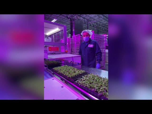 Kalera Farm growing greens in vertical indoor farms