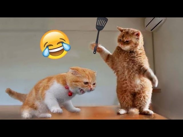 New Funny Animals 2024😍😁 Funniest Cats and Dogs Videos😹🦮 Part 2