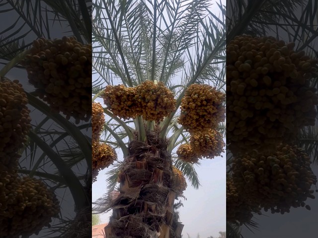 Exploring the beauty of Oman's date farms || మస్కట్ లో కర్జురం తోటలు