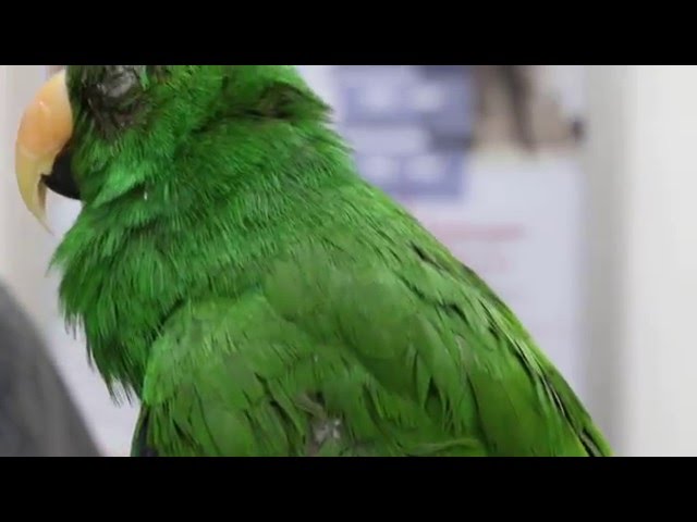 An Amazon green parrot has upper respiratory tract infection