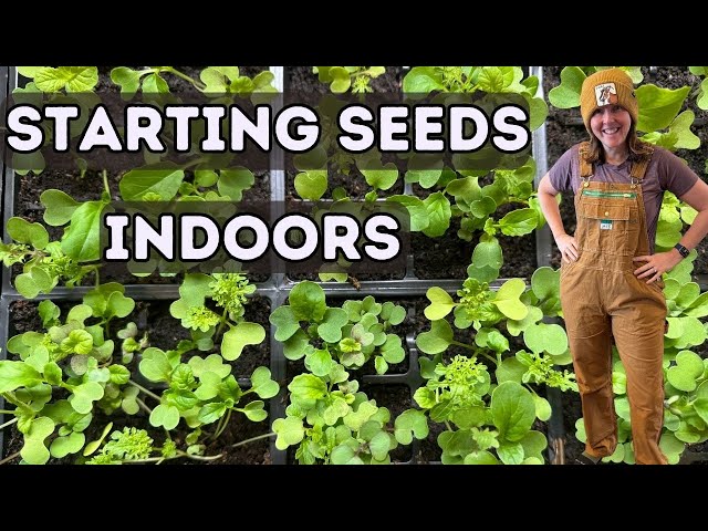 STARTING SEEDS INDOORS for Beginners: How to Start Seeds Indoors In Trays with GROW Lights