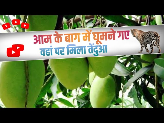 जंगल घूमने गए और आम के बाग में  आम खाकर आए बहुत ही शांति का माहौल#viral #video #trending