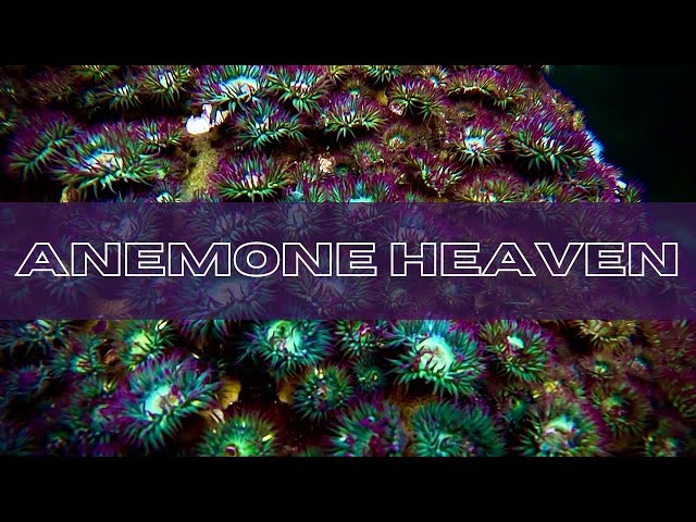 Freediving Anemone Heaven and Testing New Gear