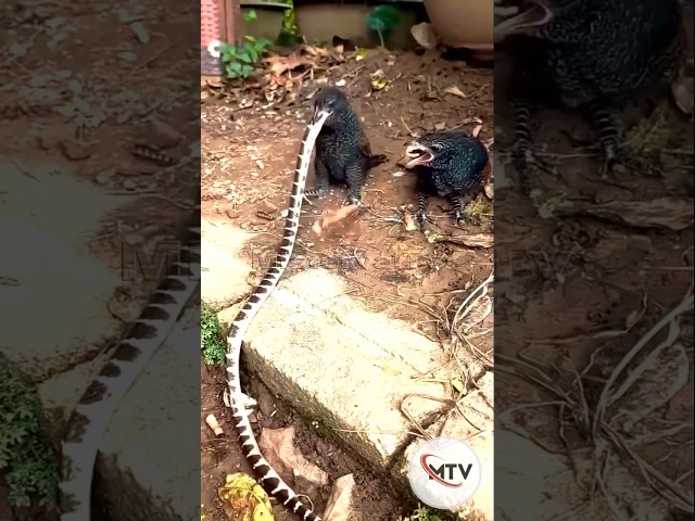 Greater Coucal Swallows a Massive Snake #birds #birdofprey #greatercoucal