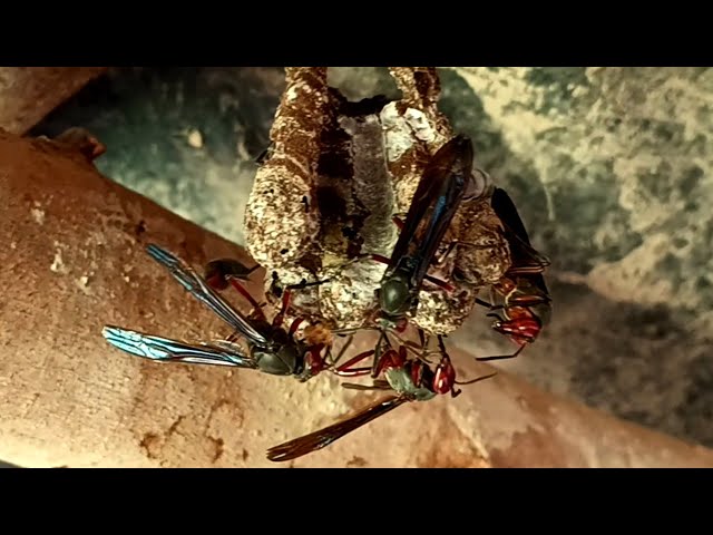 How Thread-Waisted Wasps Munch Caterpillars & Protect Their Nest|Natures Wildlife#viral