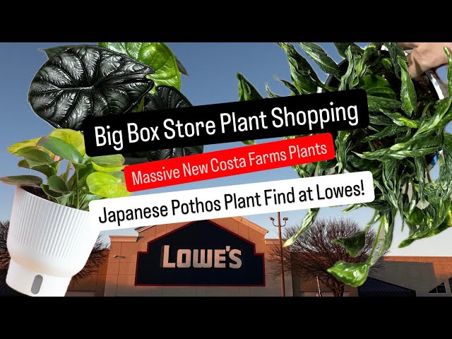 Big Box Store Plant Shopping Lowe's Has NEW Costa Farms Houseplants Japanese Pothos Plant Haul Finds