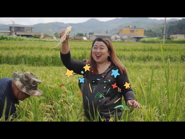 Iba't ibang paandar, tampok sa palayan sa China