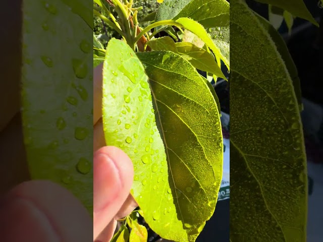 Checking my Young Avocado trees to see if they survived the frost! February 5, 2025