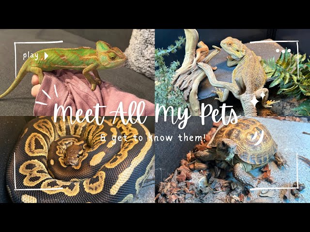 Meet My 20 Pet Reptiles!