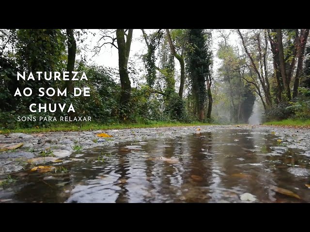 Natureza ao som de chuva para relaxar. #3