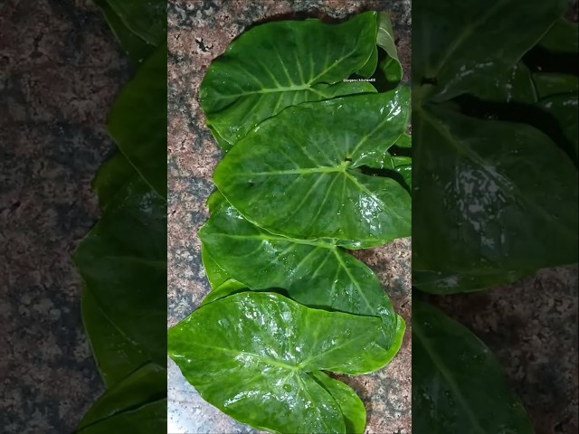 Leafy pakodi 🤤 #food #jugarukitchen03 #cookingshorts #recipe