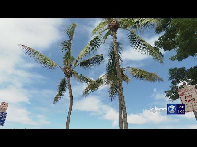 Paradise lost: Hawaii palm trees to be cut down due to CRB