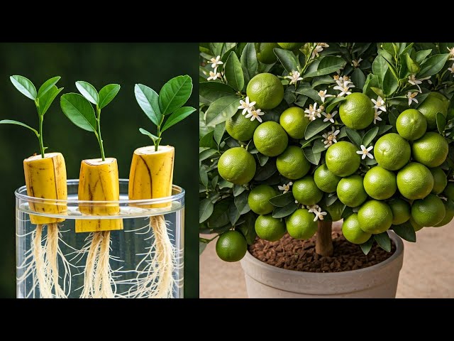 LIVE🔴🌿How to Grow a Lemon Tree at Home: Easy Guide for Beginners #livestream #live