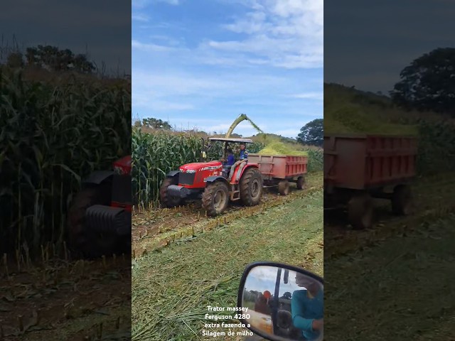 Trator massey Ferguson 4280 xtra fazendo a Silagem de milho da safra #trator