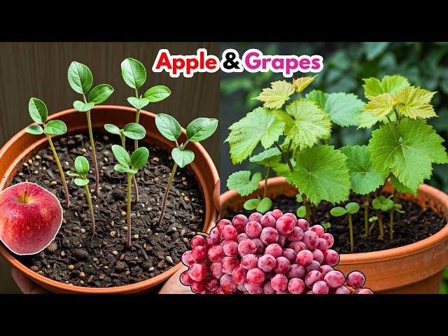 🌿Grow Fruit Plants from SEED Like a PRO at Home! #live