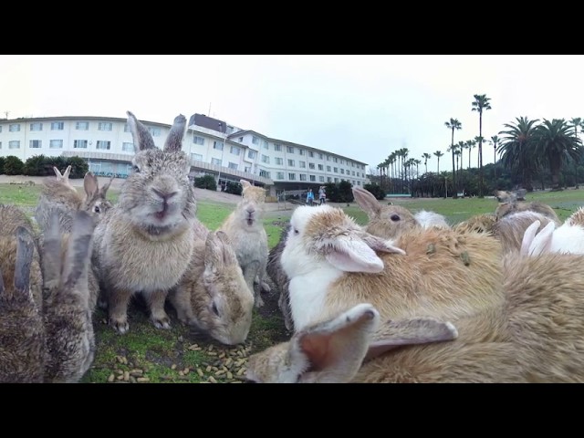 Japanese Rabbit Island 360°