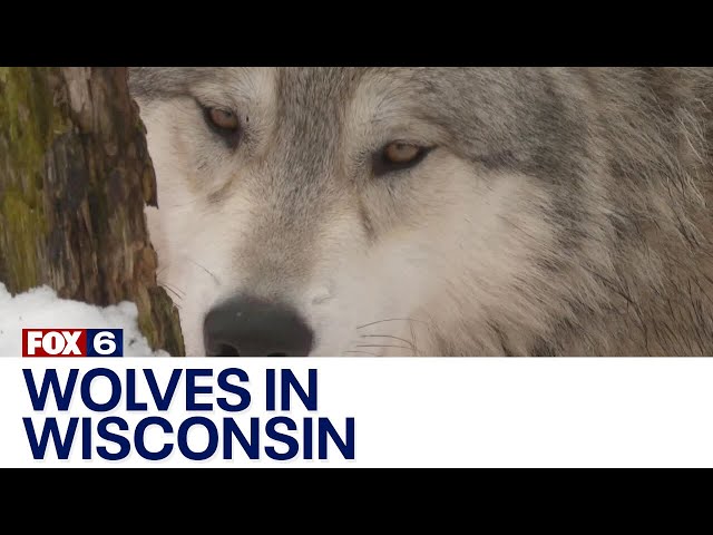 Wolves in Wisconsin | FOX6 News Milwaukee