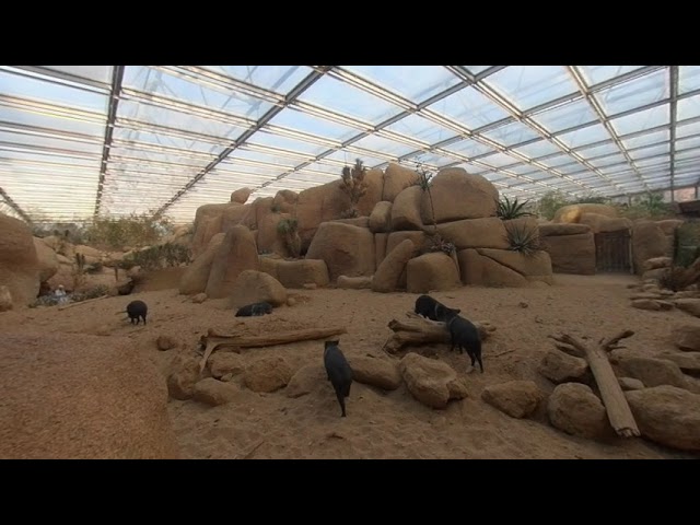 Burger's Zoo - Peccari pigs in Desert - VR180