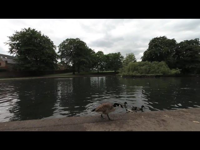 VR180° Pigeons knock goose into water trying to flee